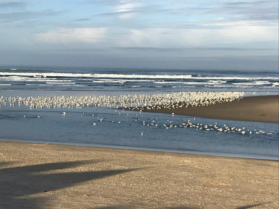 Hotel Webb'S Scenic Surf à Cannon Beach Extérieur photo